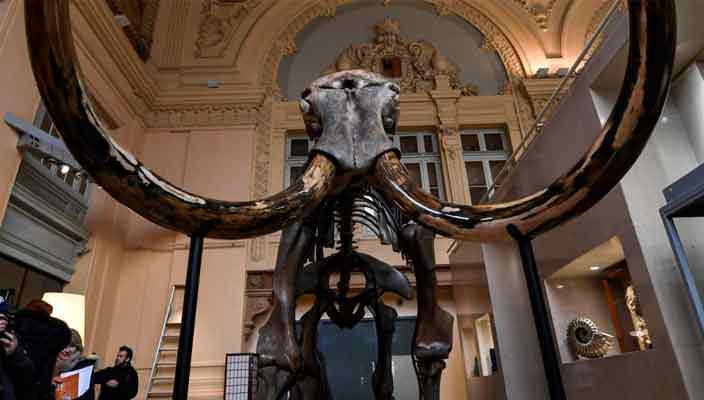 Скелет мамонта продан на аукционе за полмиллиона евро | фото