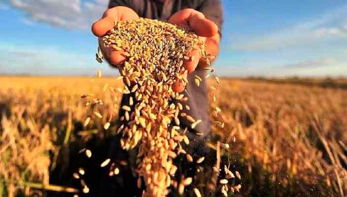 Магазин «Сучасна Дача» - лучшие семена и препараты в Украине