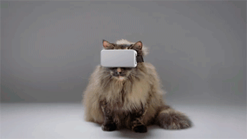 Виртуальная охота кота в шлеме Cat VR