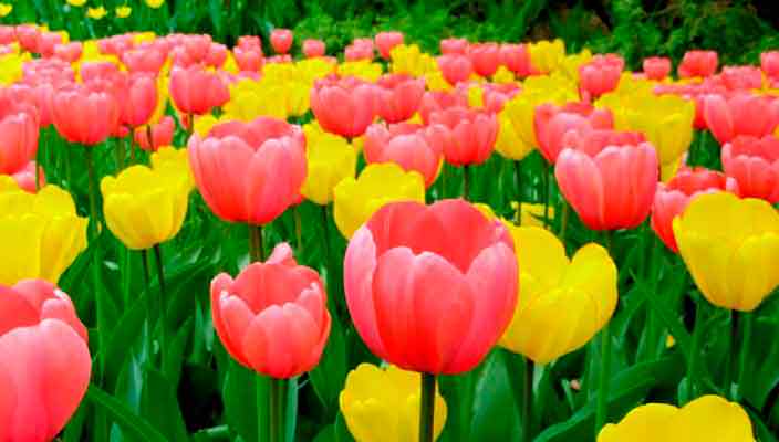 Всё, что нужно знать о тюльпанах