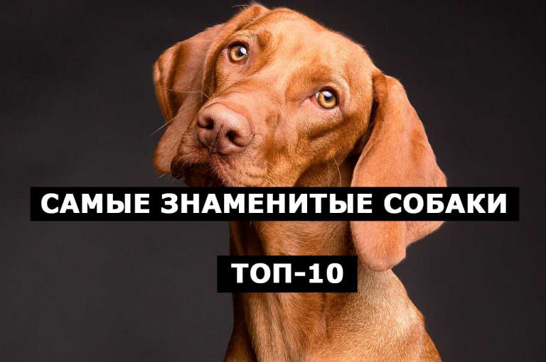 Самые знаменитые собаки. ТОП-10 в Инстагам