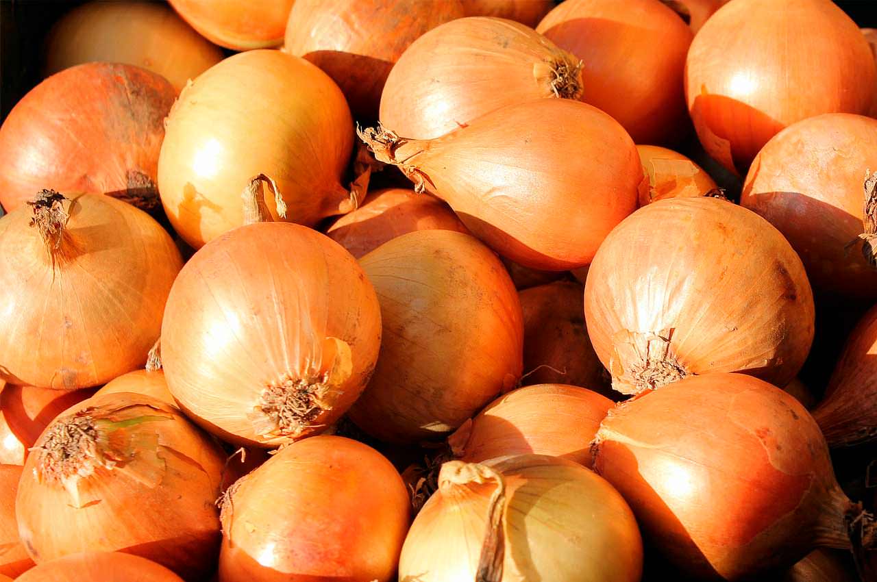 Основные особенности и преимущества лука-севка