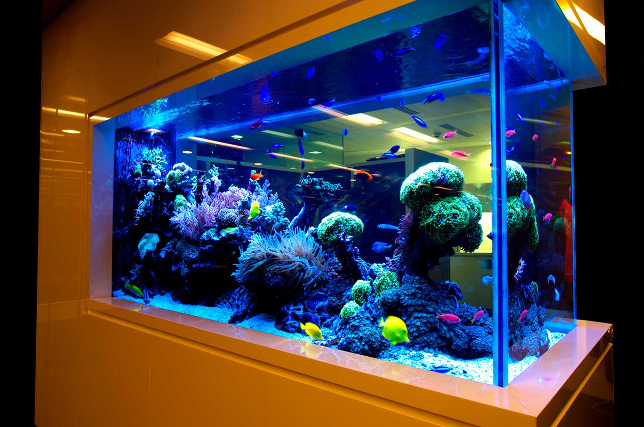 Сколько стоит аквариум для рыбки
