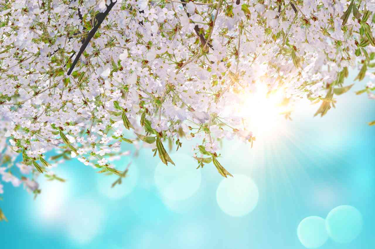 Весняне пробудження: огляд найцікавіших свят, що відзначаються у квітні