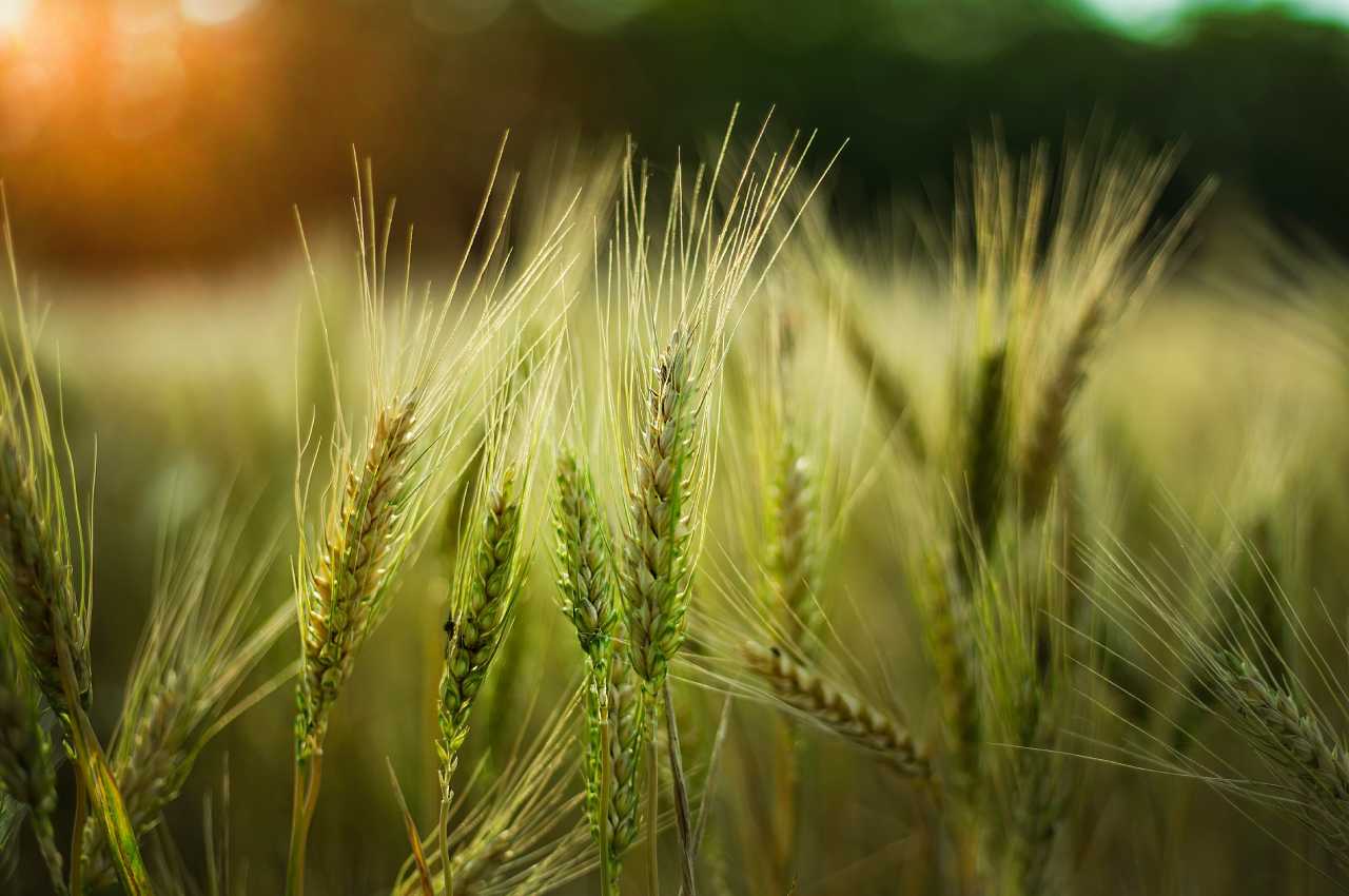 Плодородна майстерність: Інноваційні добрива, що трансформують сучасне сільське господарство