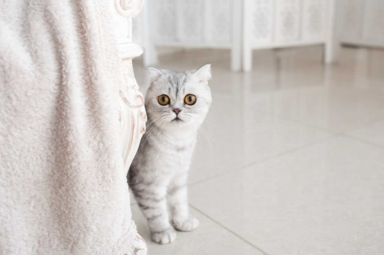 Лоток для кошек - особенности выбора