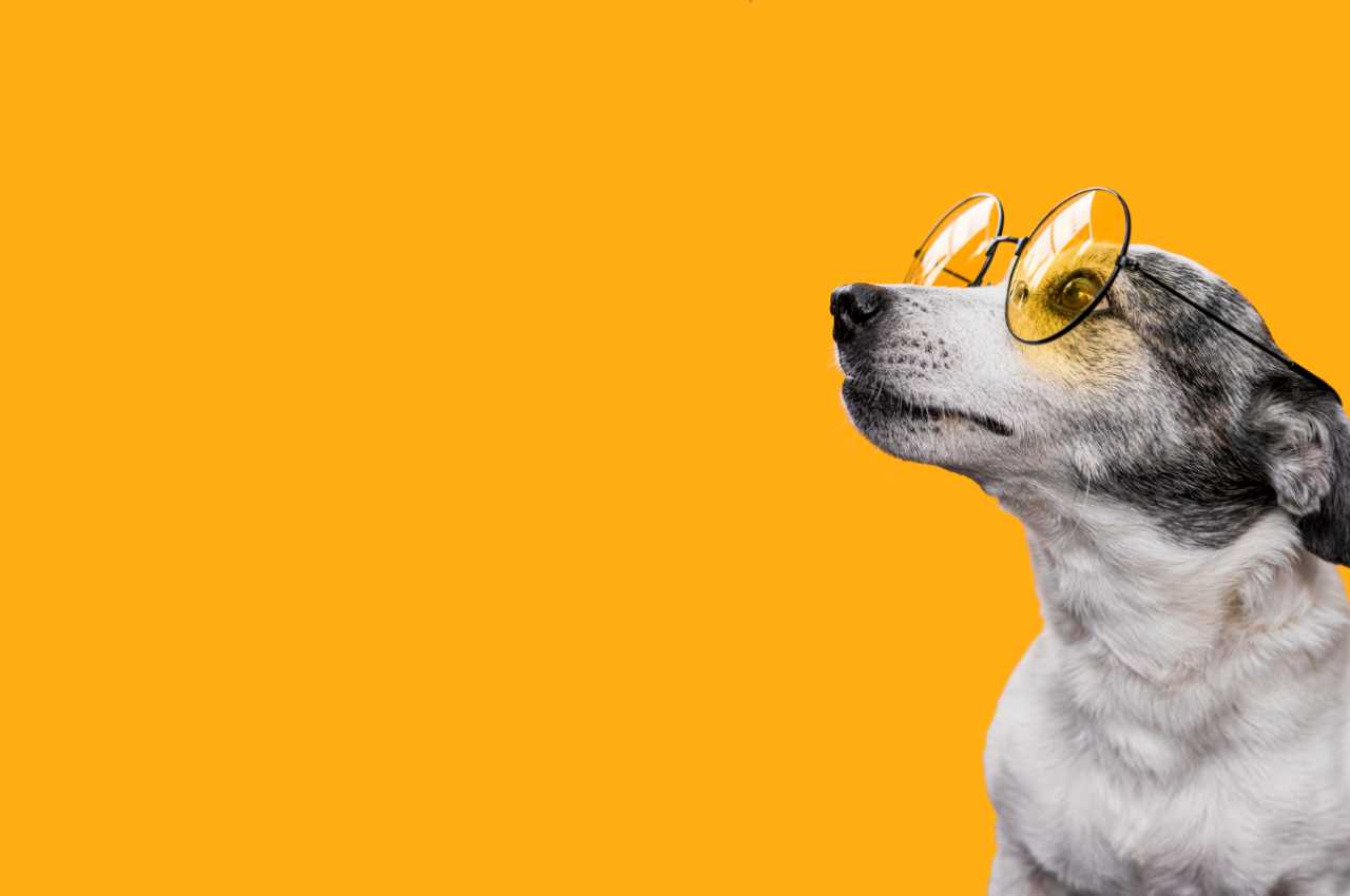 Онлайн-магазин зоотоваров TAKSA STORE: всё лучшее для ушастых