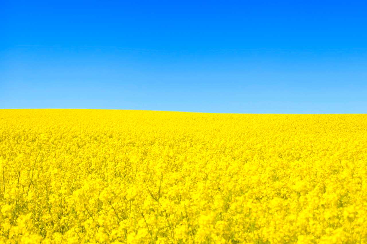 Почему важно выбирать качественный посевной материал рапса 