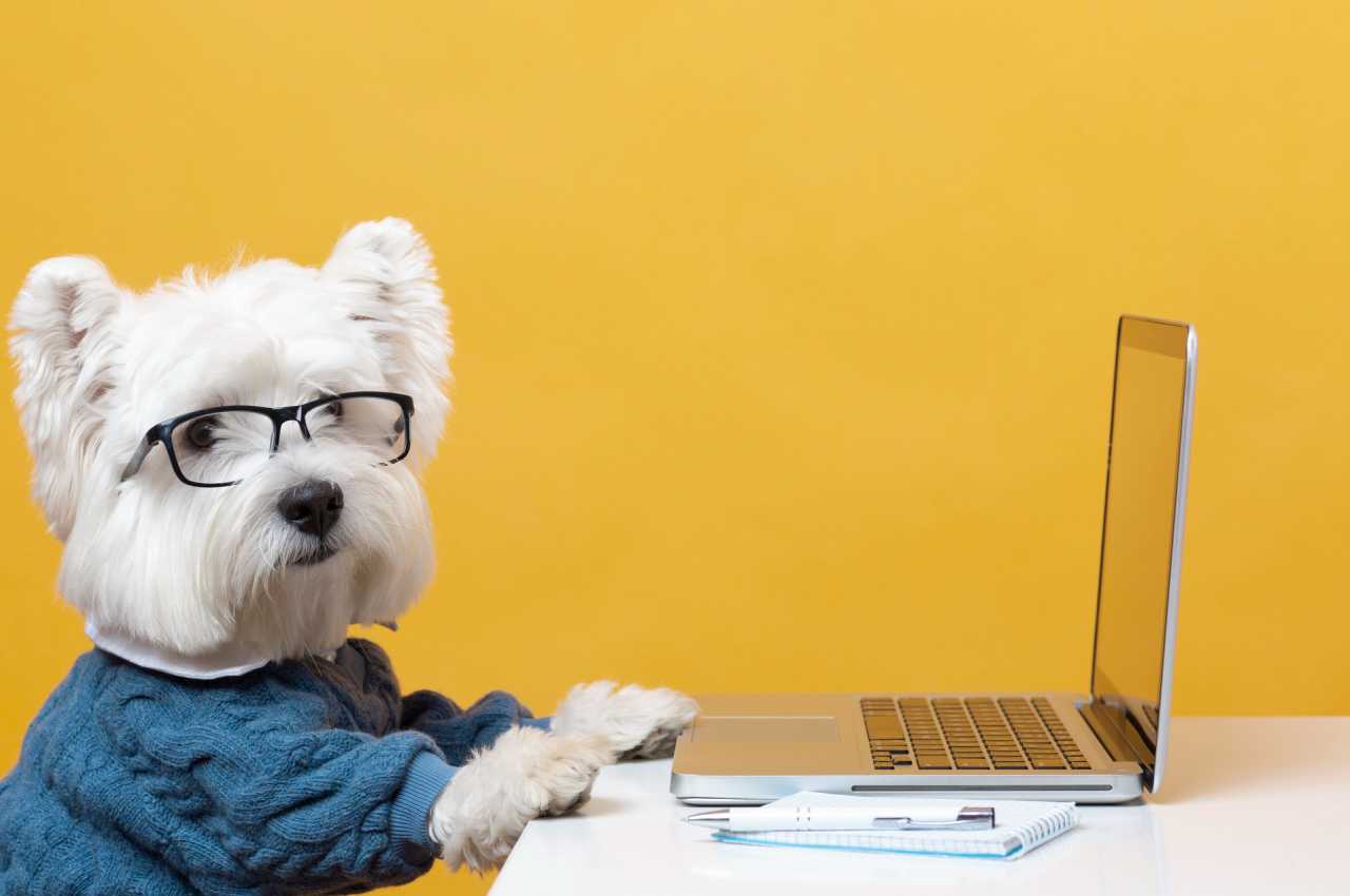 Самые дорогие породы собак. ТОП-10