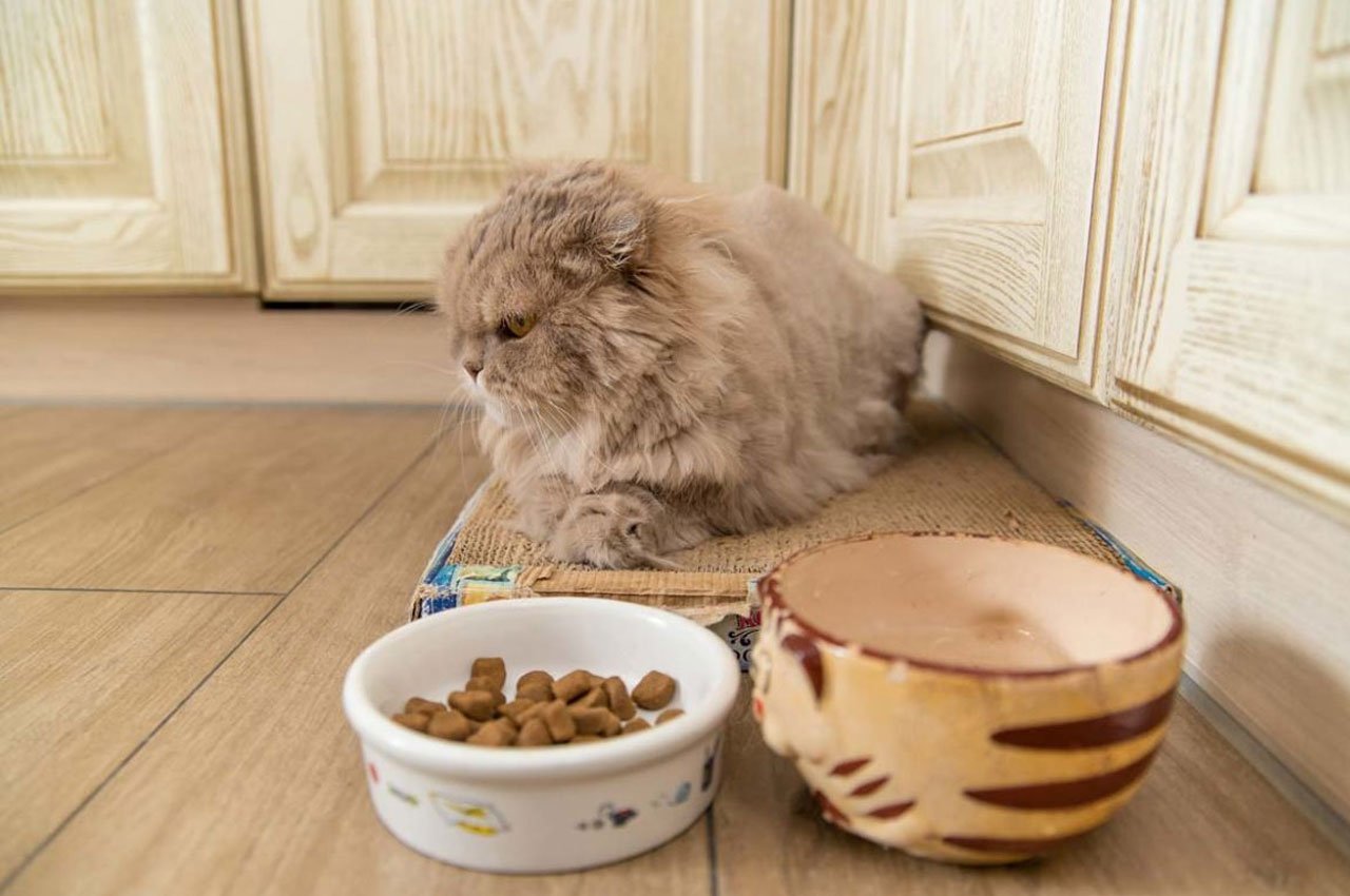 Как правильно кормить влажным кормом