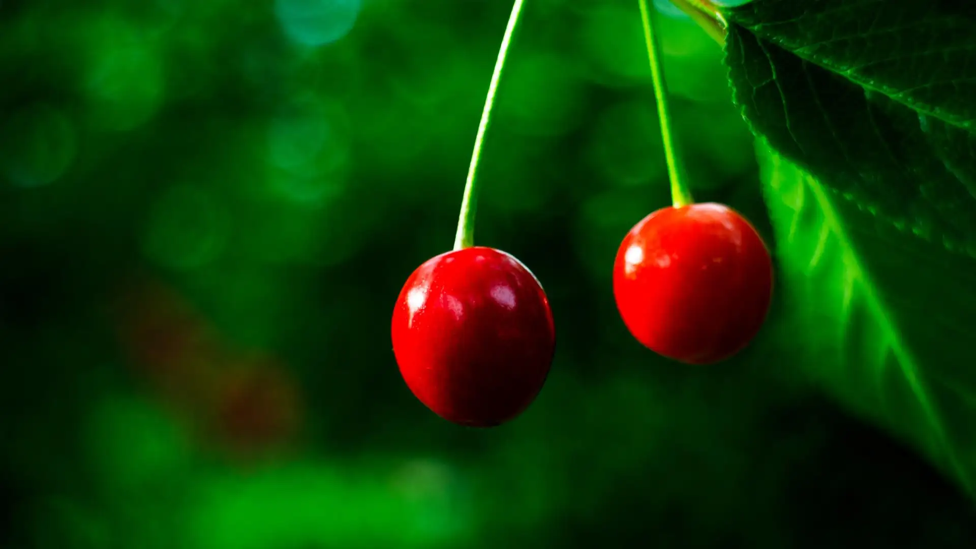 Посадка, уход и выращивание саженцев черешни: советы для начинающих садоводов