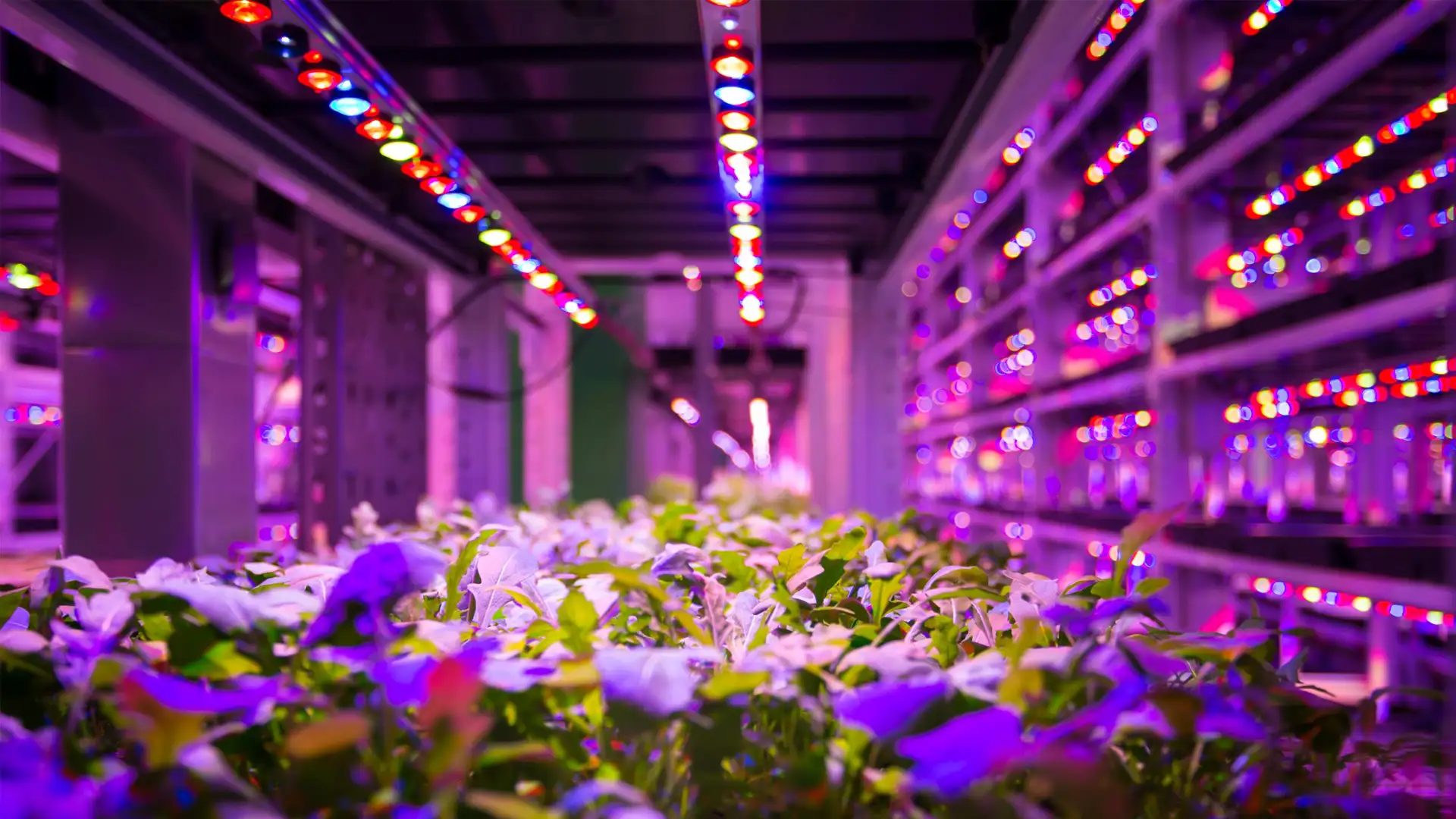 Виды и преимущества светодиодных ламп для растений