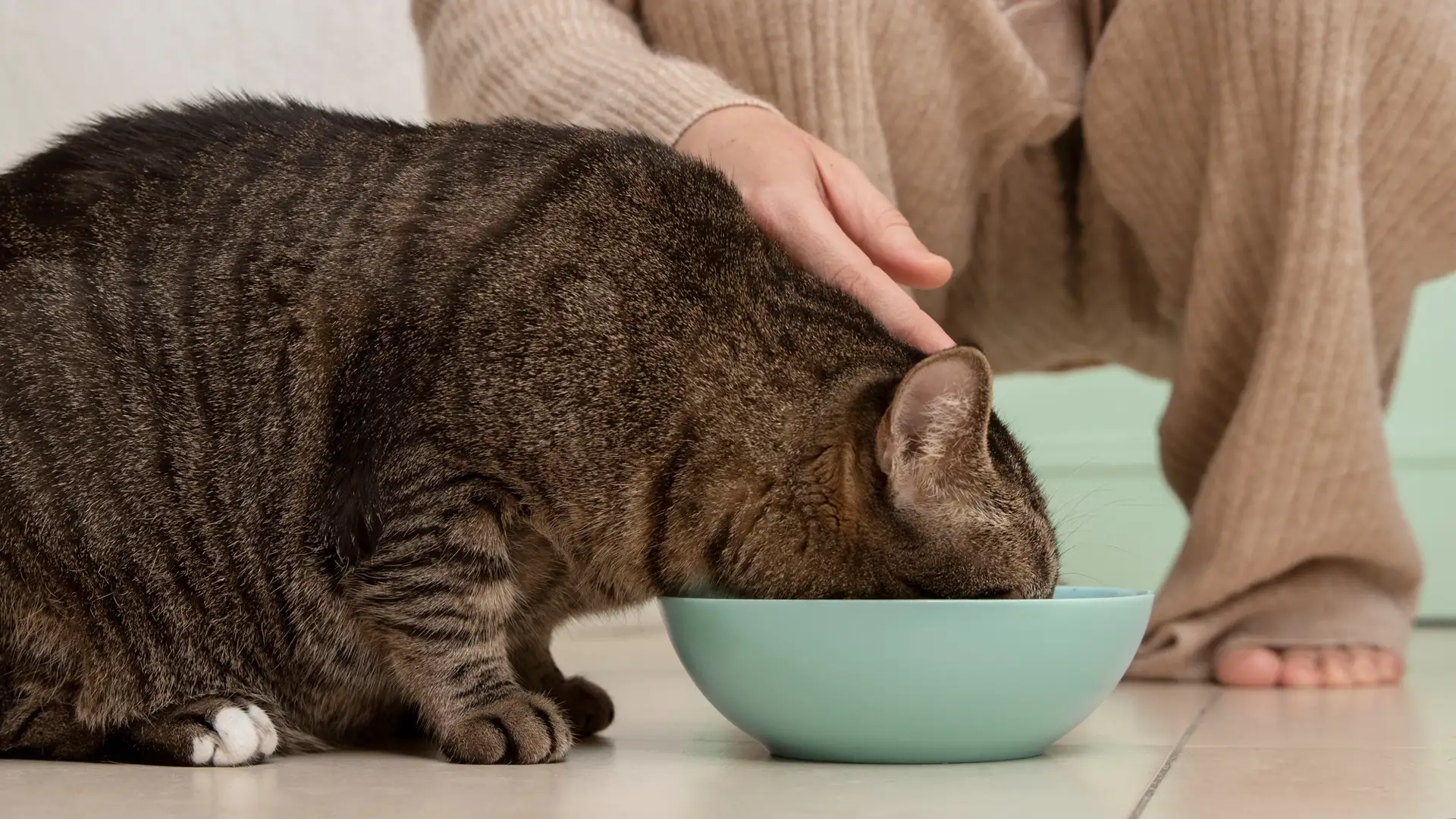 Холістичні корми для котів: Обережний вибір для здоров'я