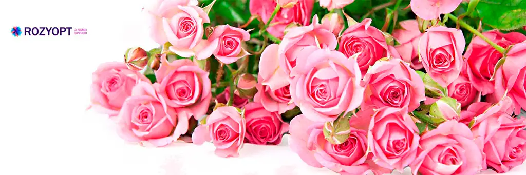 Оптовий продаж троянд у Полтаві від «RozyOpt»