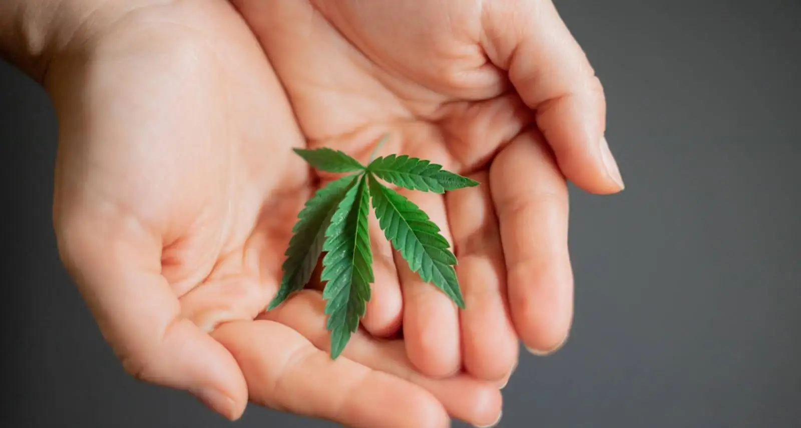 Історія використання конопель у медицині: від давнини до сучасності