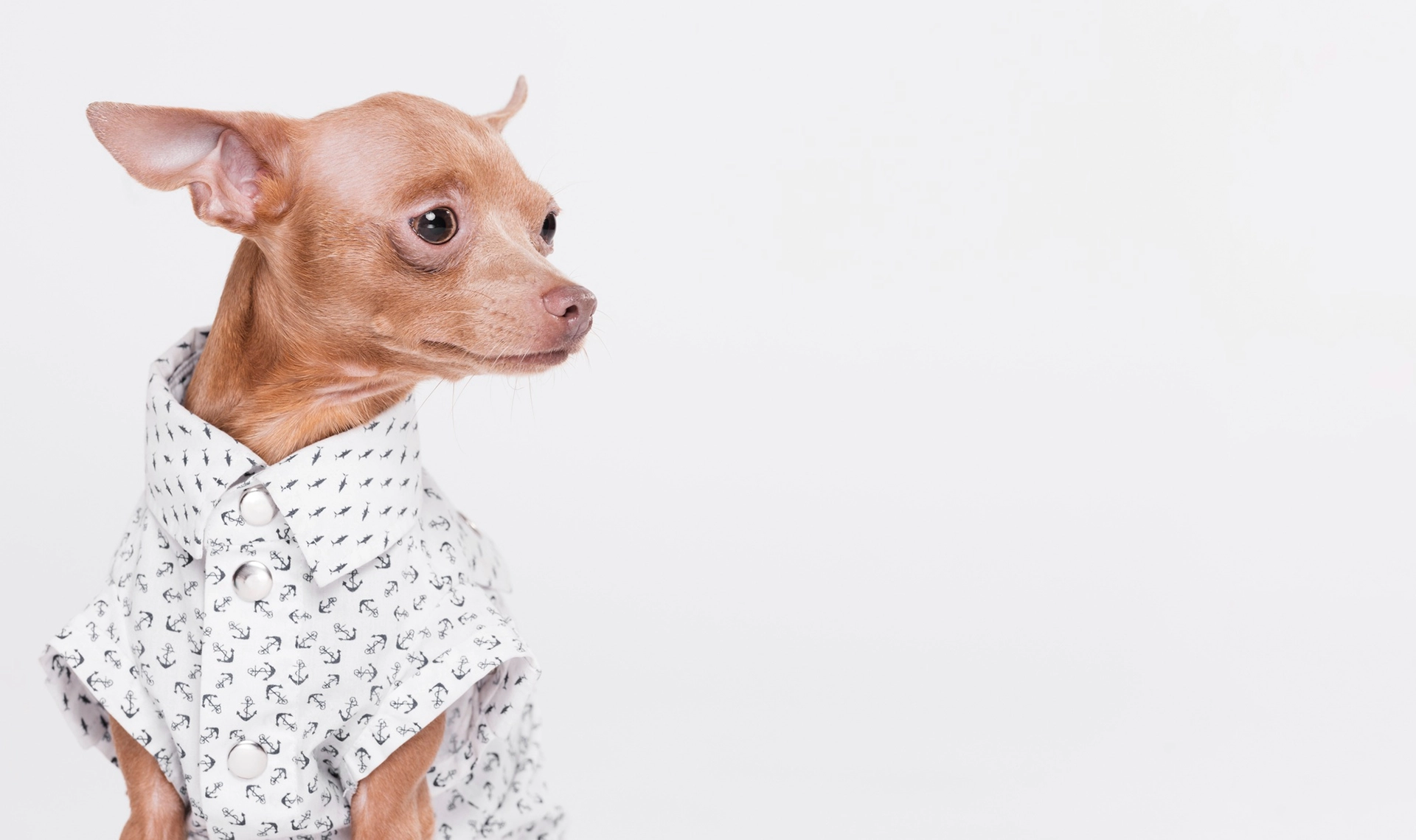 Одежда для собаки: дань моде или объективная необходимость